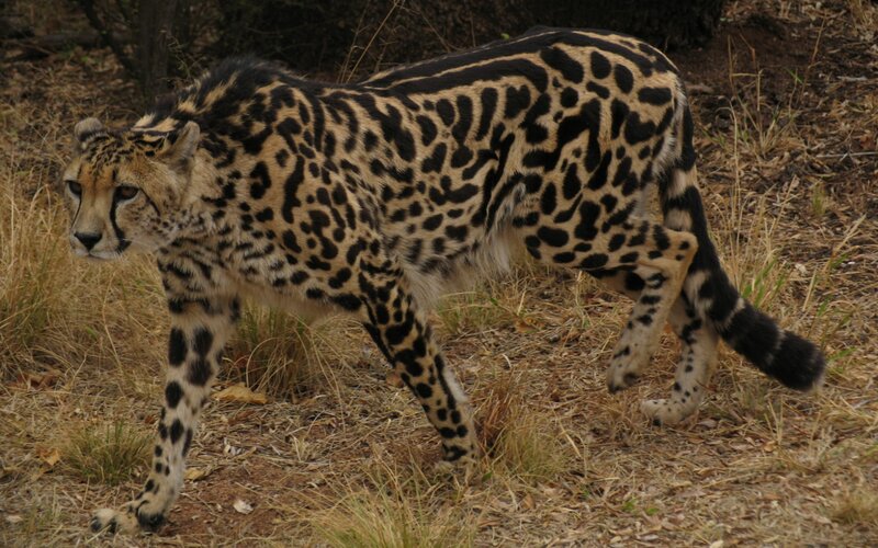 cheetah with spotted coat
