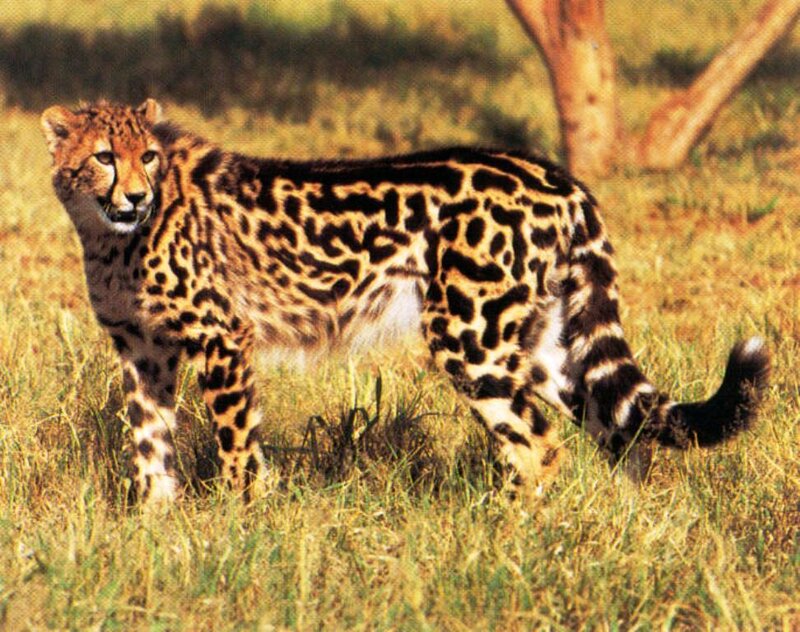 Cheetah with Spotted Coat — Yellow
