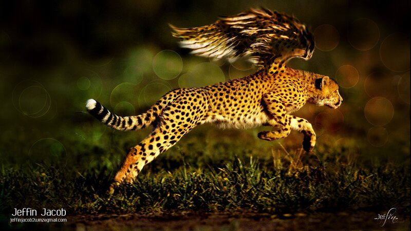 Cheetah with Wings