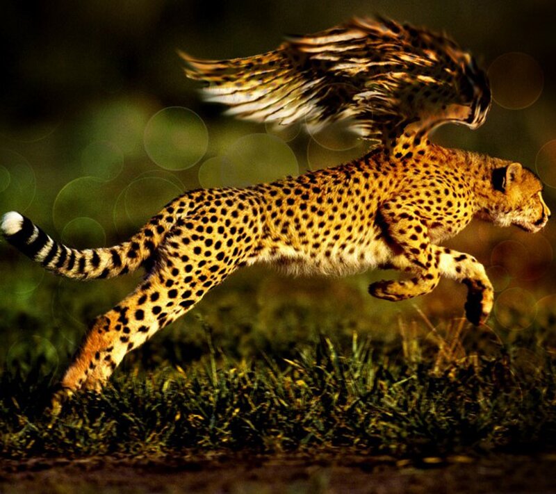 Cheetah with Wings — Yellow