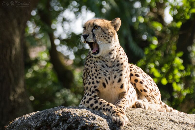 Cheetah Yawning — Brown, Calm, Afternoon