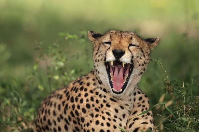 Cheetah Yawning — Brown, Calm