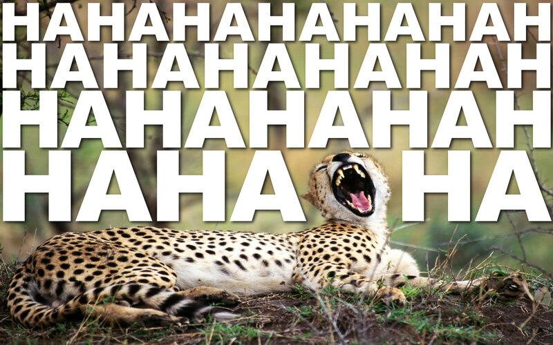 Cheetah Yawning — Brown, Humorous