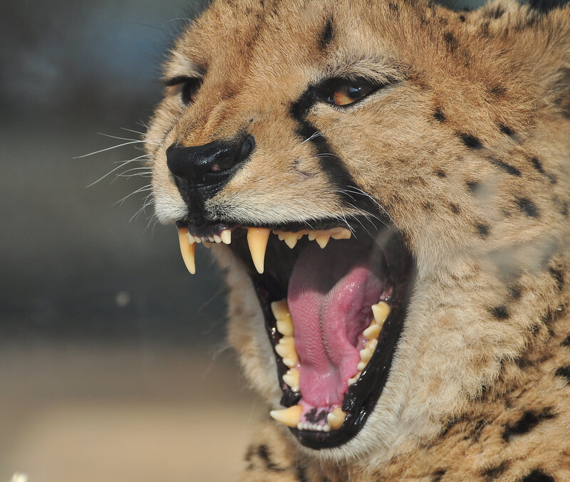 Cheetah Yawning — Brown, Intense
