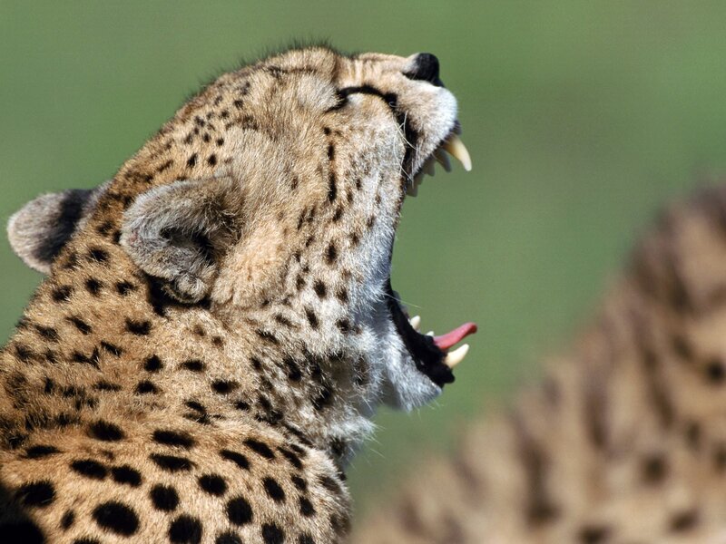Cheetah Yawning — Brown, Natural, Photograph, Open Mouth