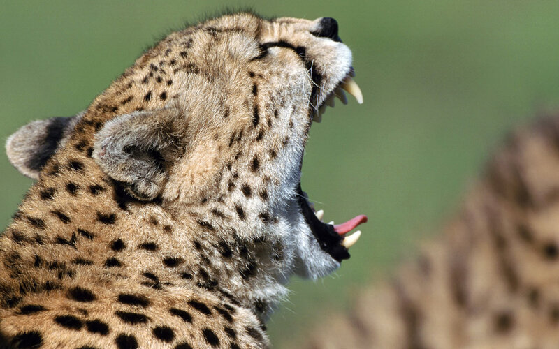 Cheetah Yawning — Brown, Natural, Photograph