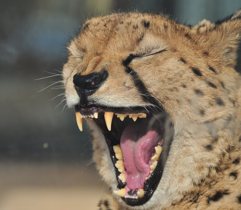 Cheetah Yawning — Brown, Natural
