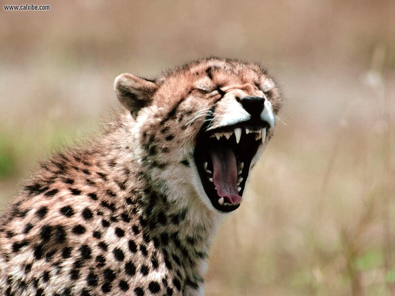 Cheetah Yawning — Brown