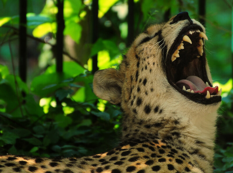 Cheetah Yawning — Green, Natural, Afternoon
