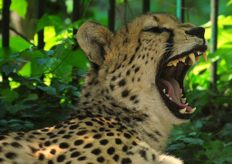 Cheetah Yawning — Green, Natural