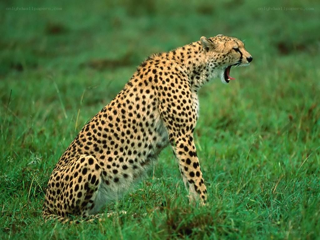 Cheetah yawning in grass