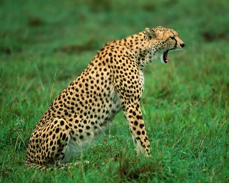 Cheetah yawning in grass