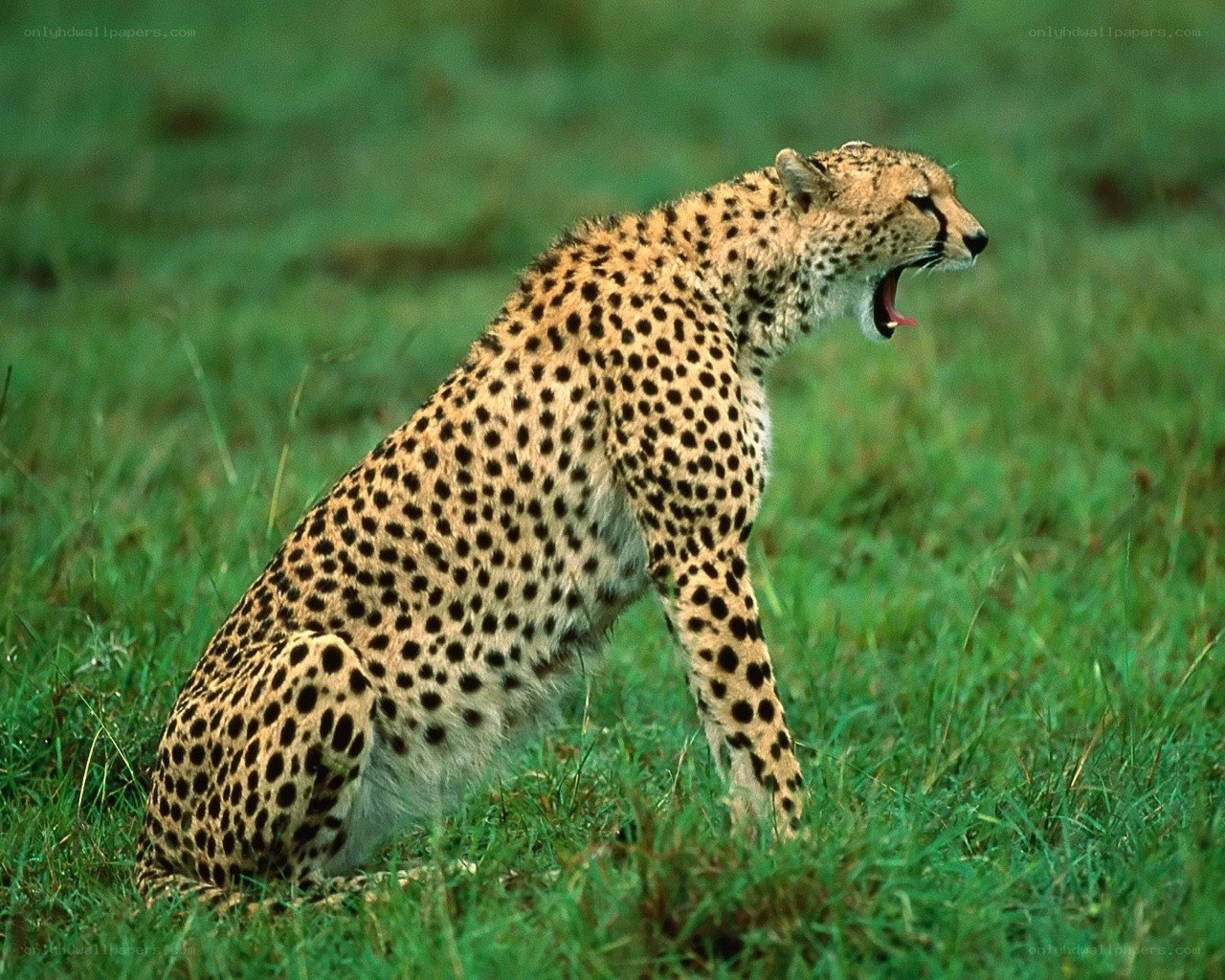 Cheetah yawning in grass