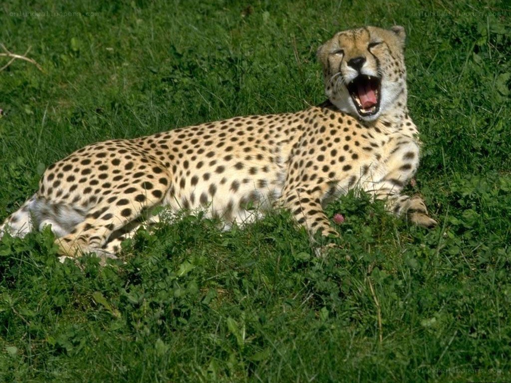 Cheetah yawning in grass