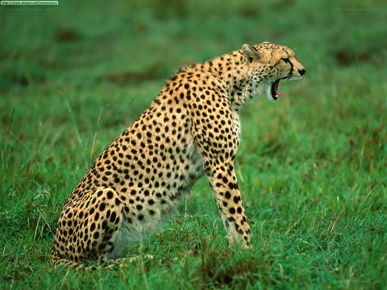 Cheetah yawning in grass