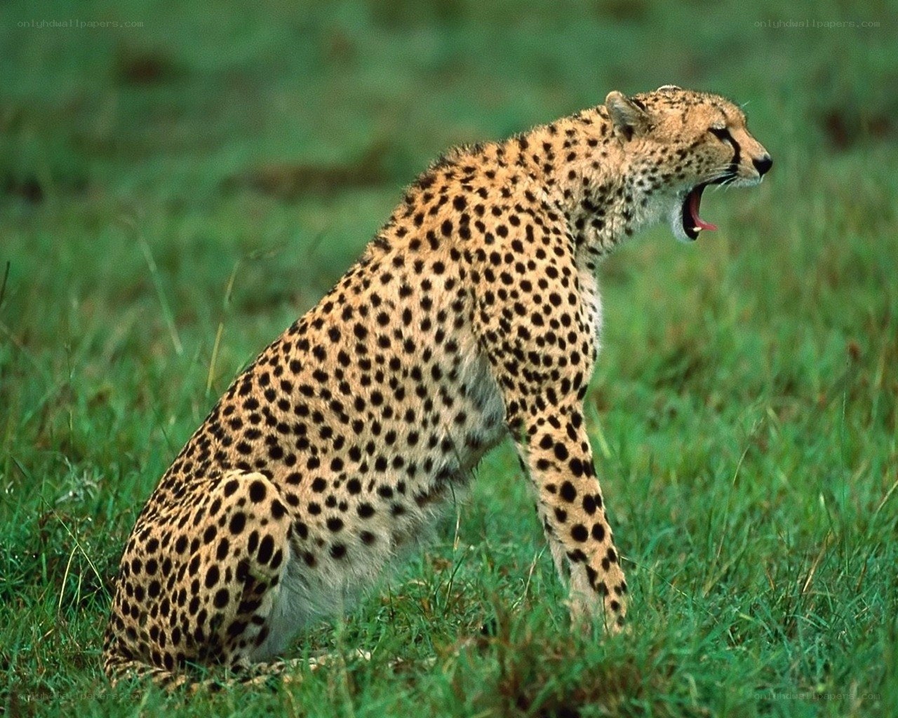 Cheetah yawning in grass