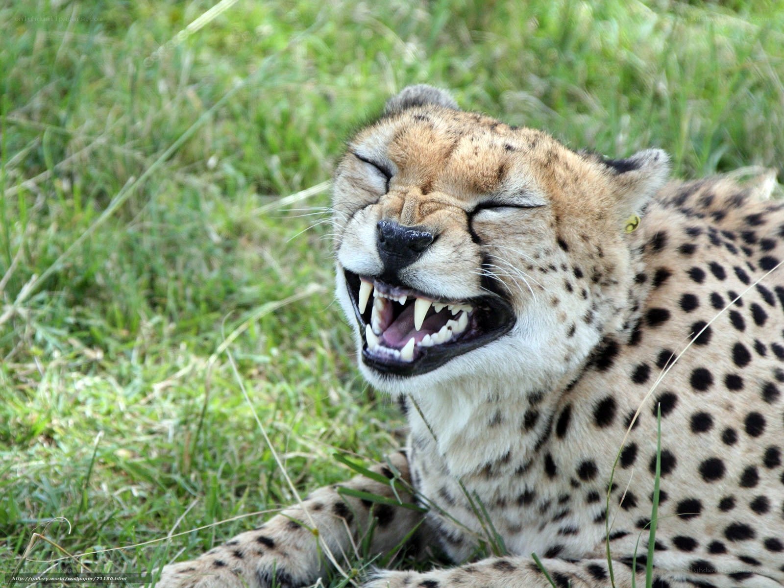 cheetah yawning in grass