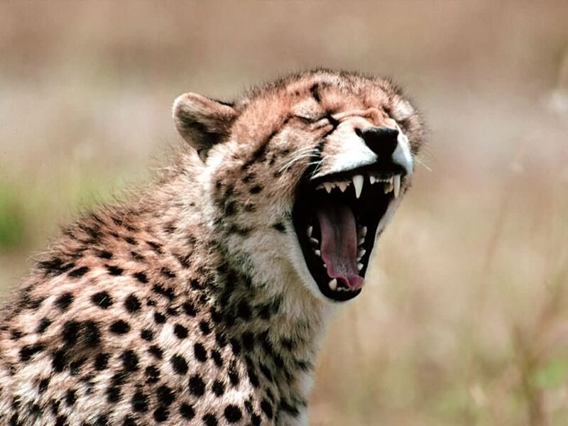 cheetah yawning in savanna