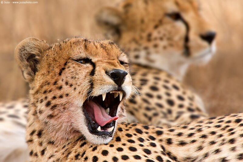 Cheetah yawning in savanna