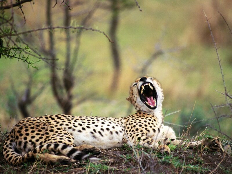 Cheetah yawning in savanna