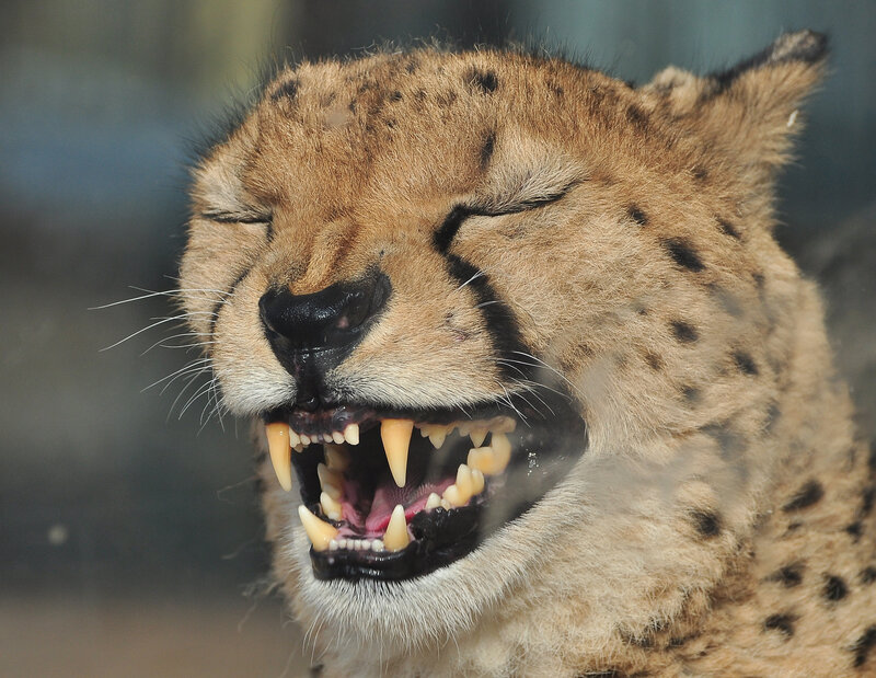 Cheetah Yawning — Tan, Intense, Photograph