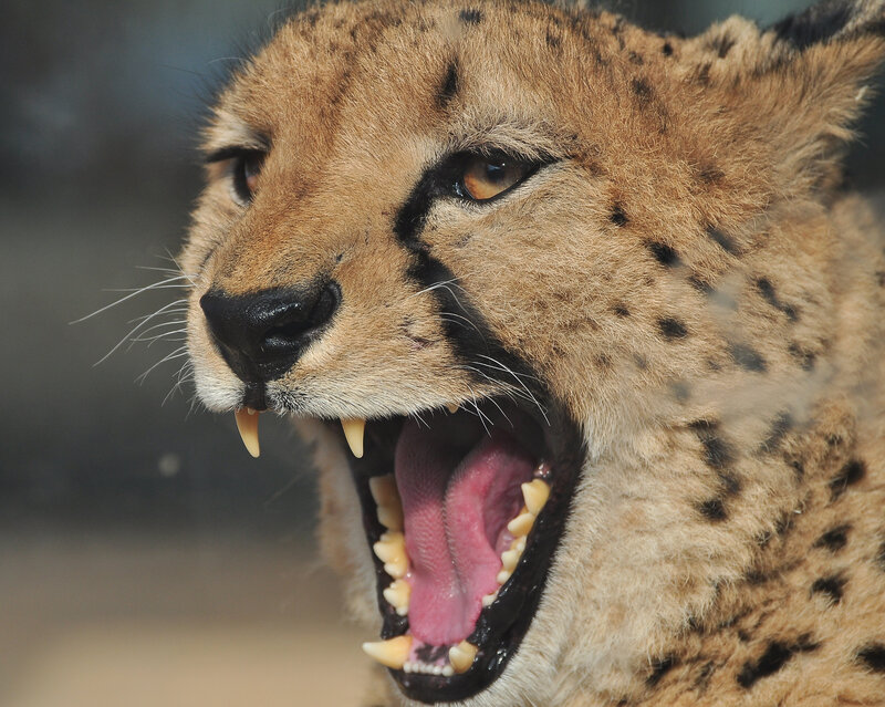 Cheetah Yawning — Tan, Intense