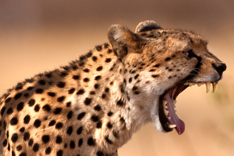 Cheetah Yawning — Tan