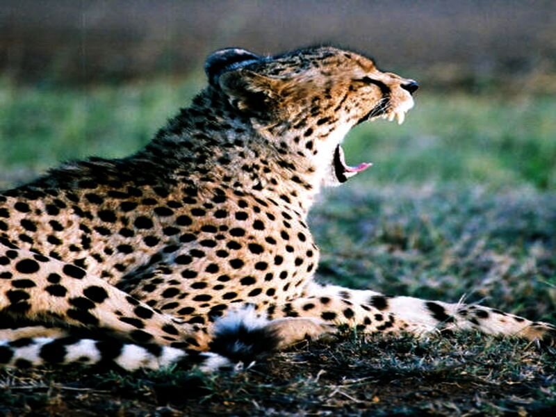 Cheetah Yawning