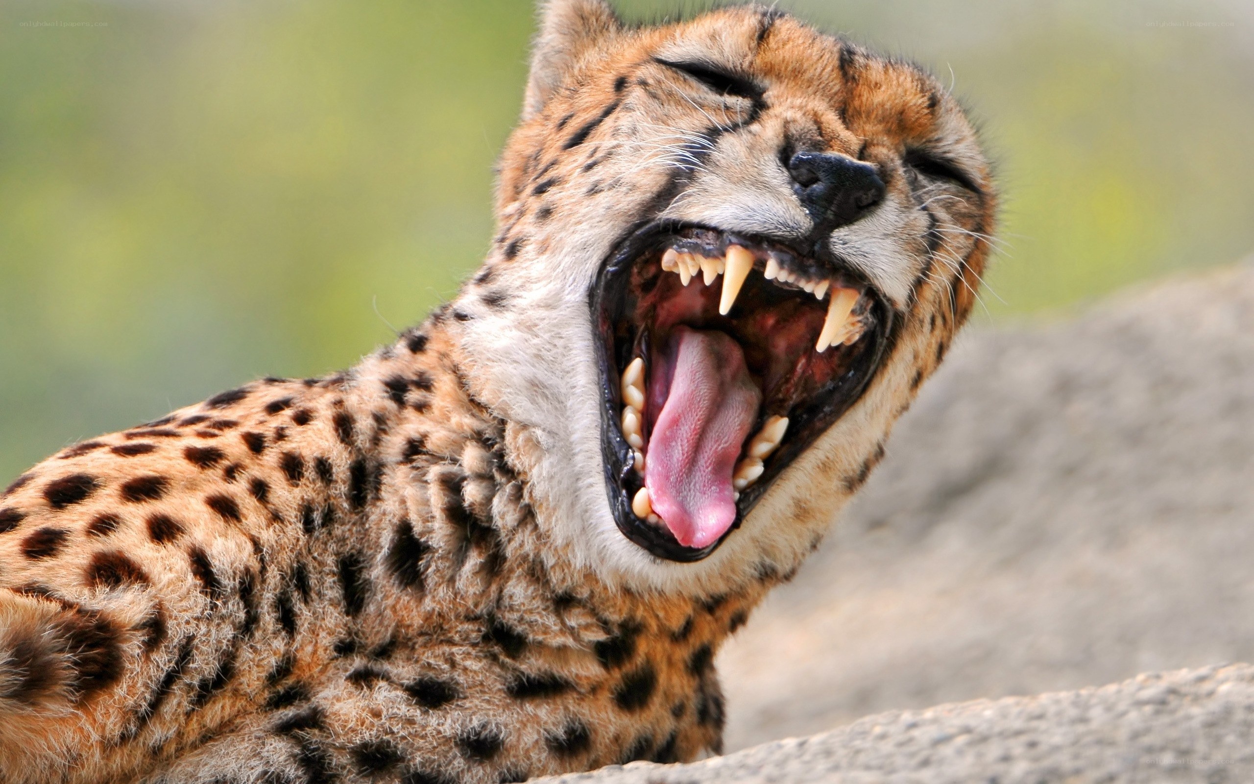 cheetah yawning widely