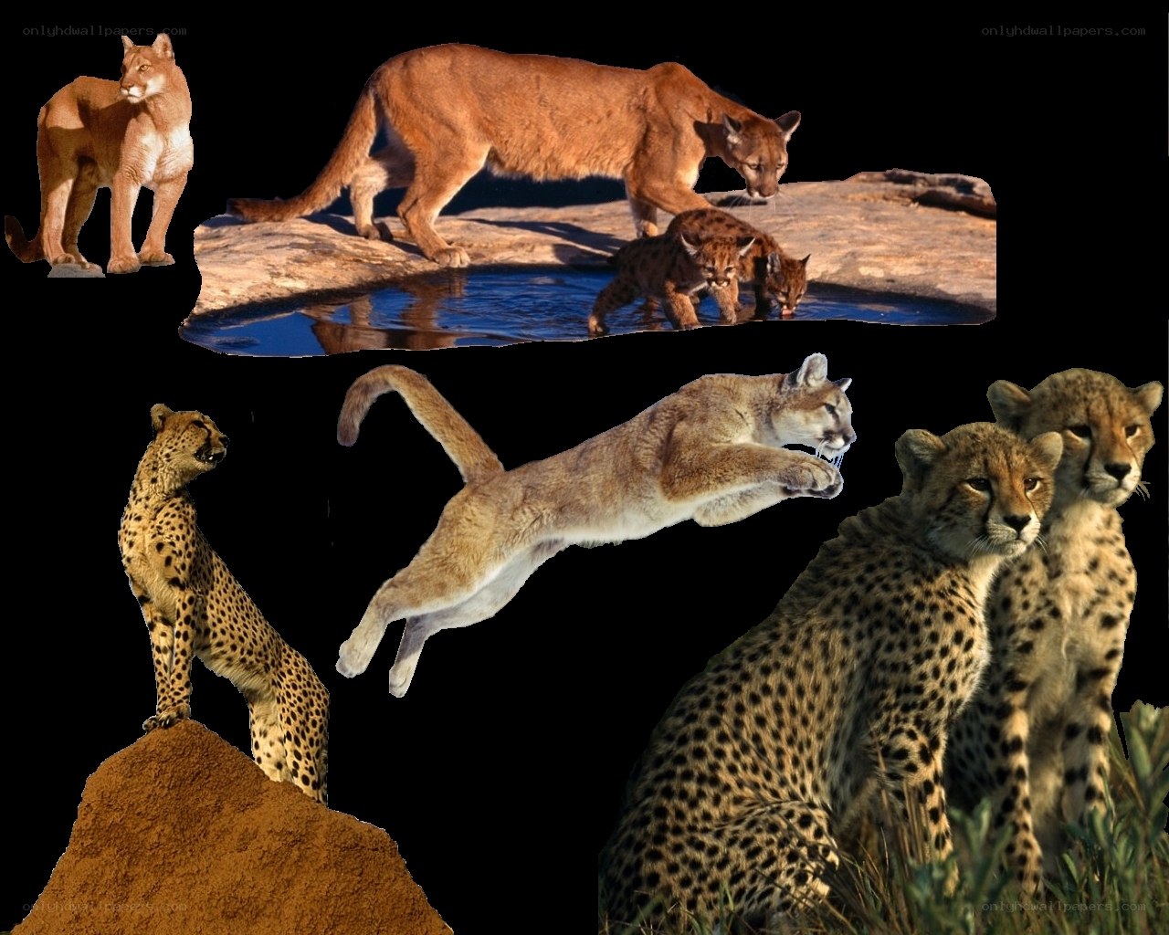 Cheetahs and cougars collage