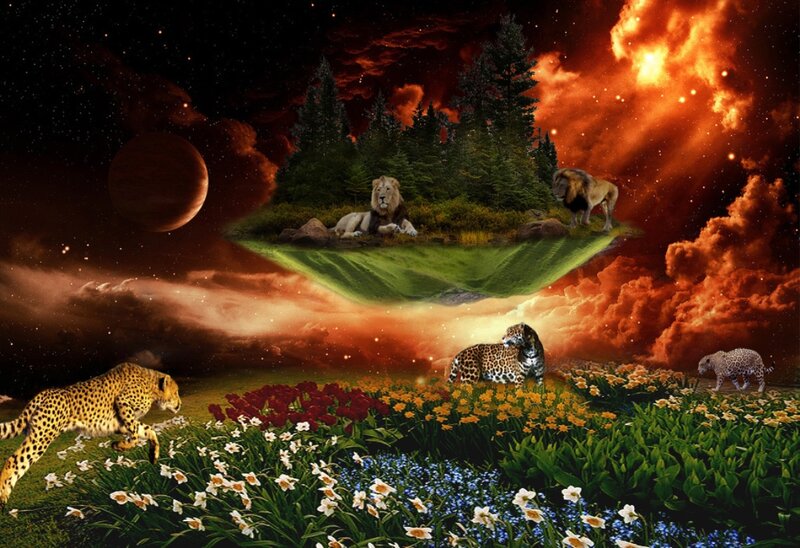Cheetahs and Lions in Field