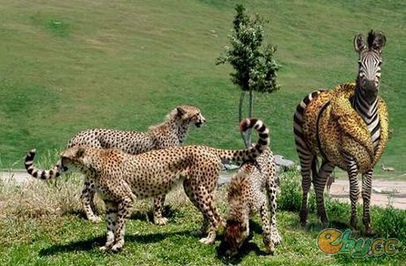 Cheetahs and Zebra