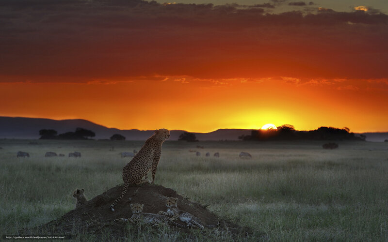 Cheetahs at sunset on the savanna