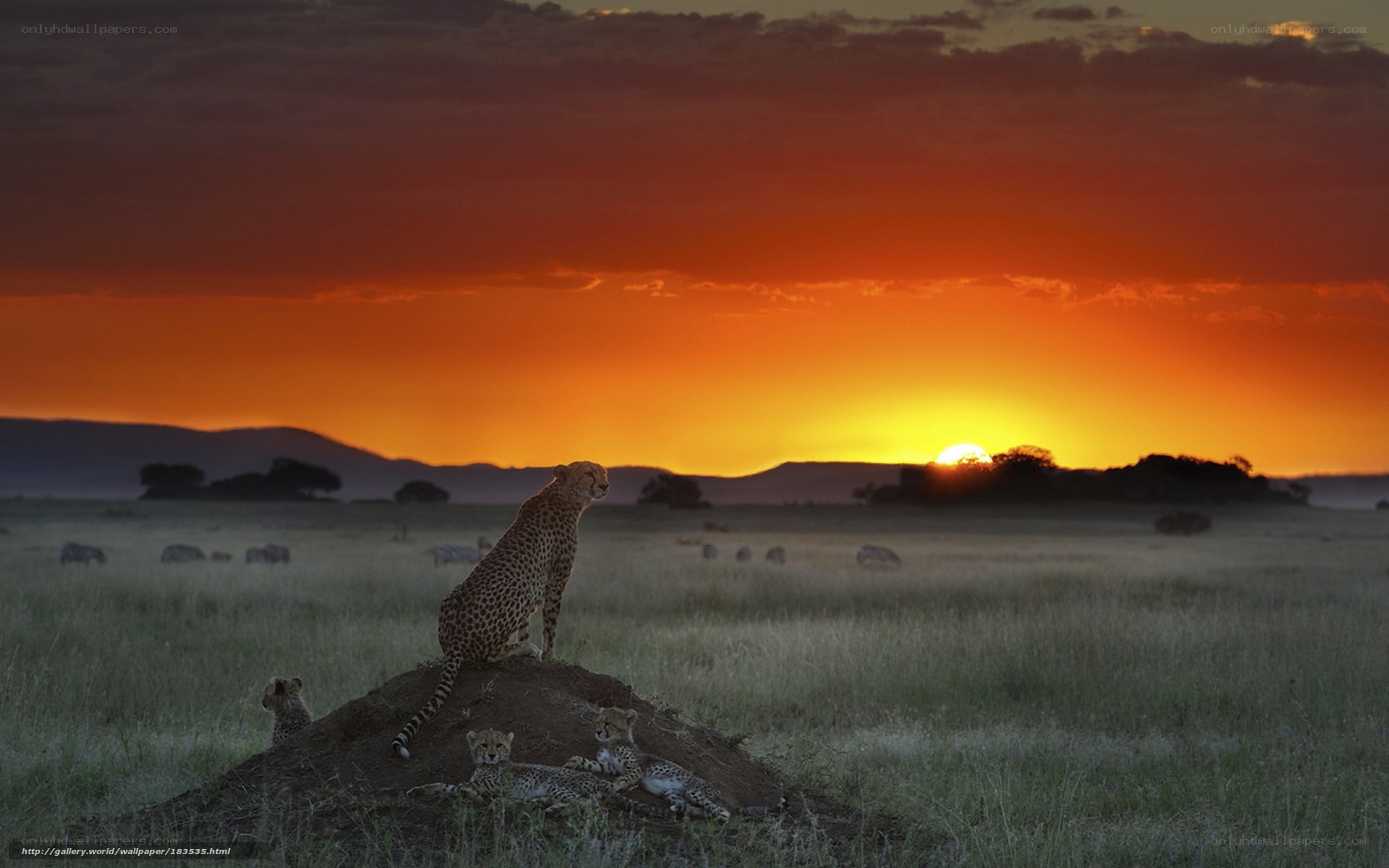 Cheetahs at sunset on the savanna