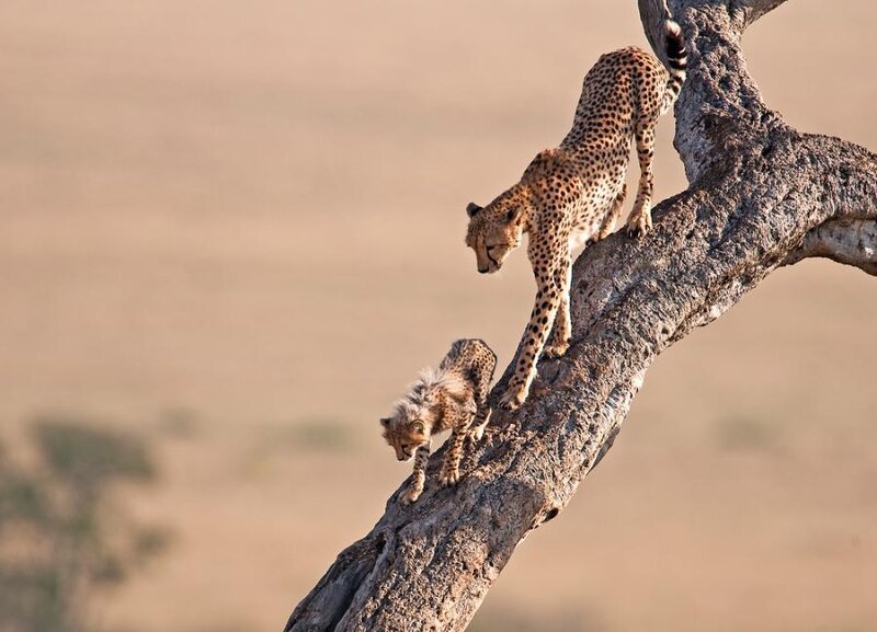 Cheetahs climbing a tree