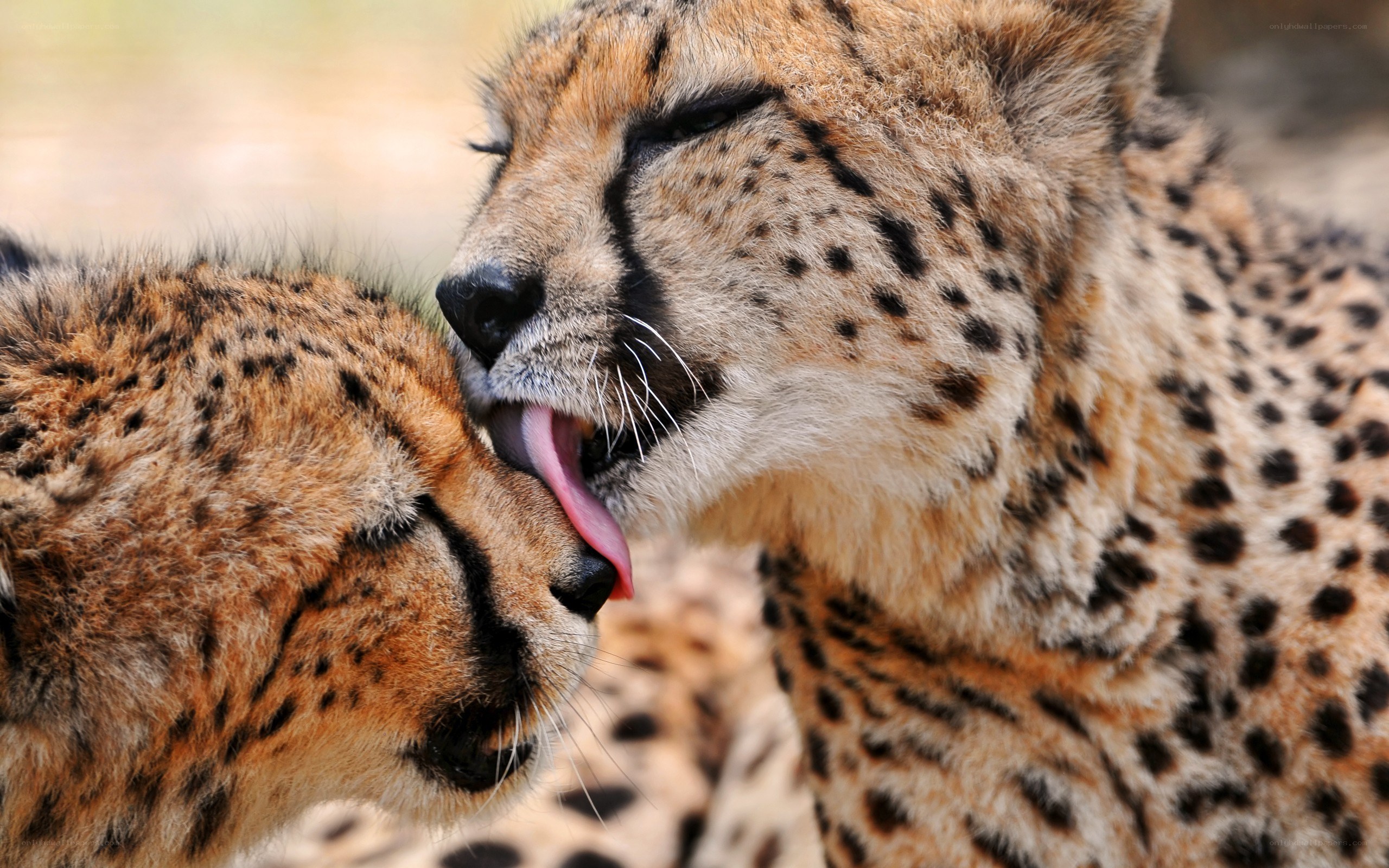 Cheetahs grooming each other