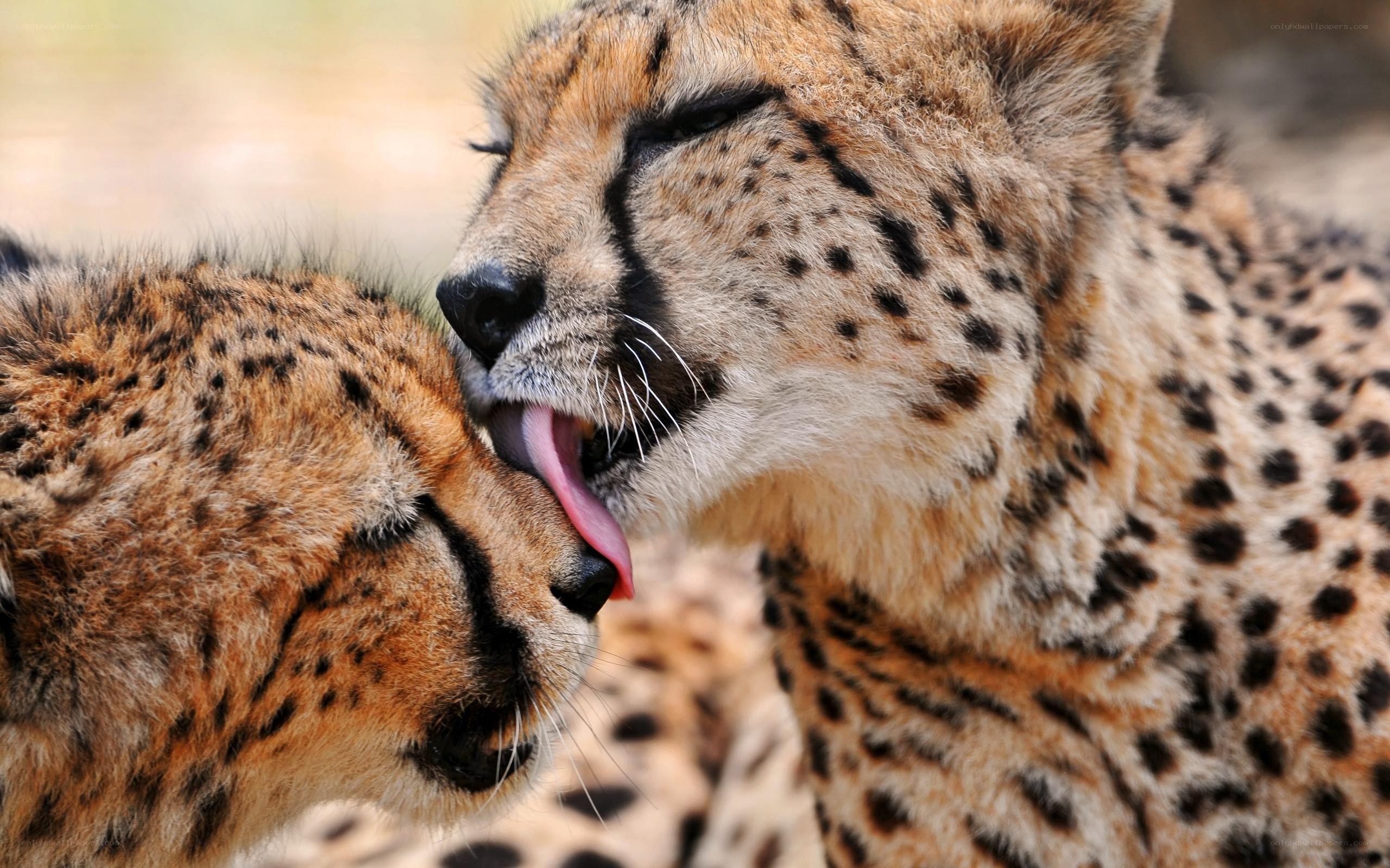 Cheetahs grooming each other