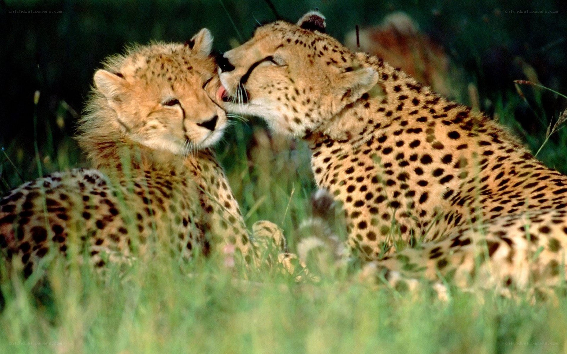 Cheetahs grooming each other
