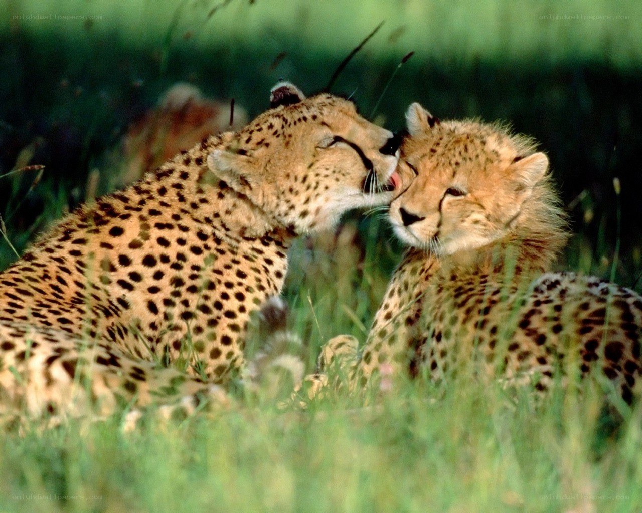 Cheetahs grooming each other