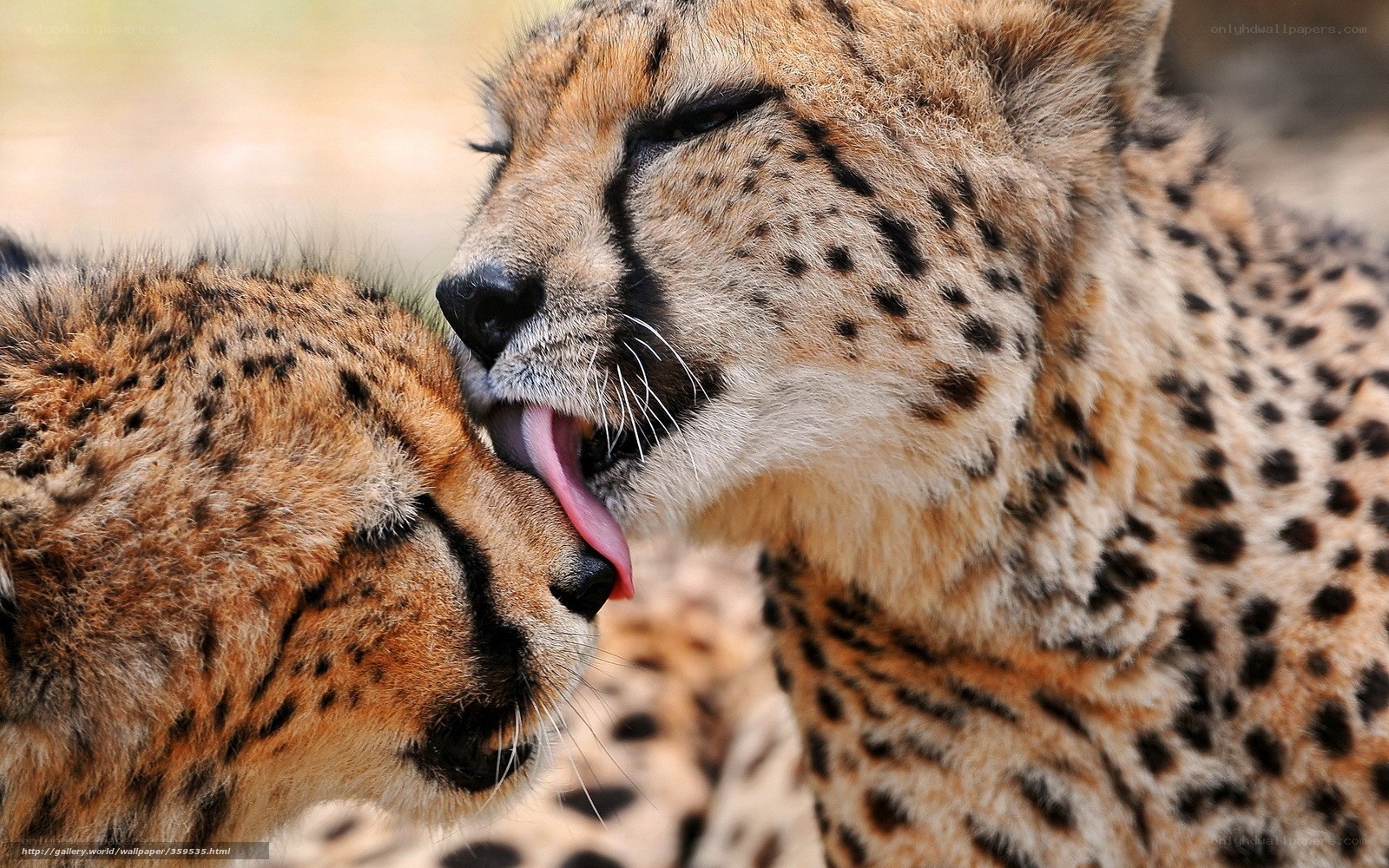 Cheetahs grooming each other