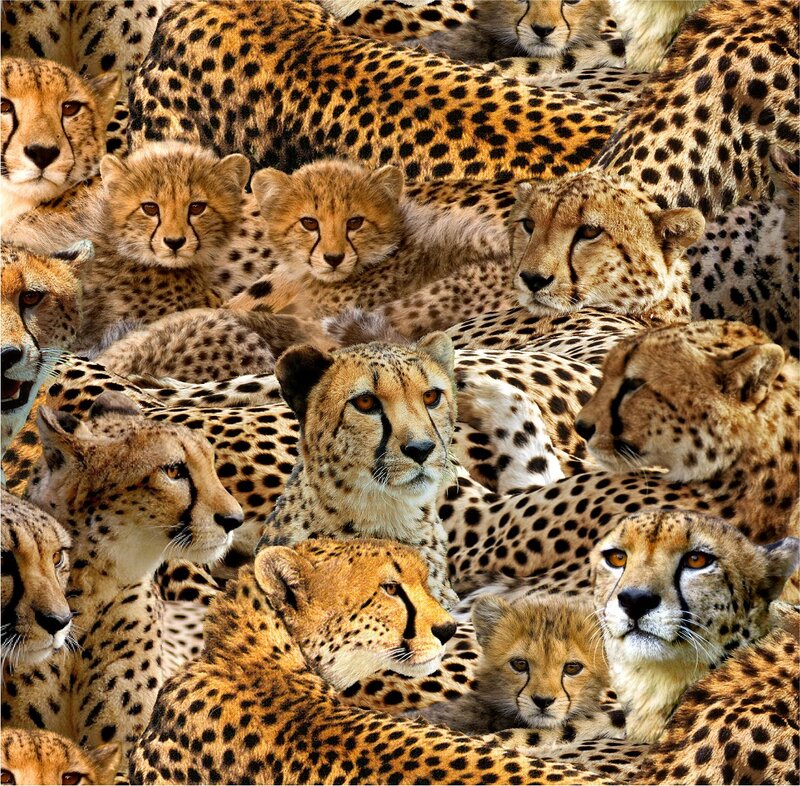 Cheetahs in a Group