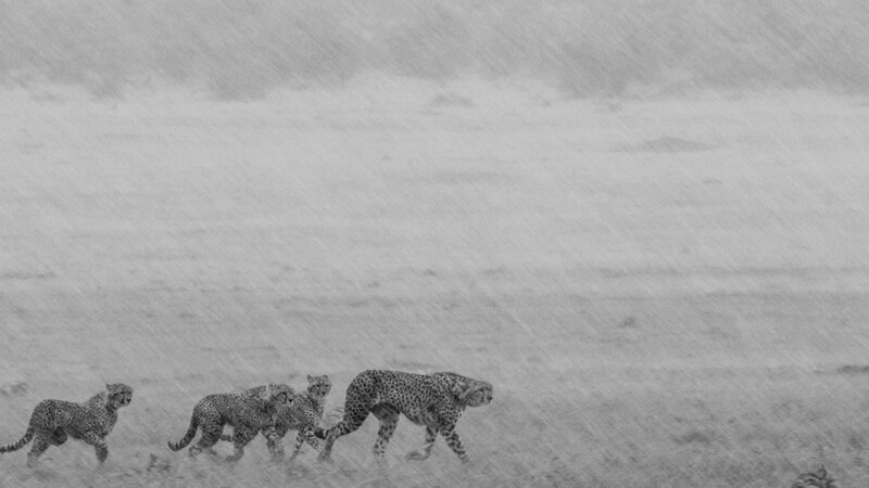 Cheetahs in a Storm