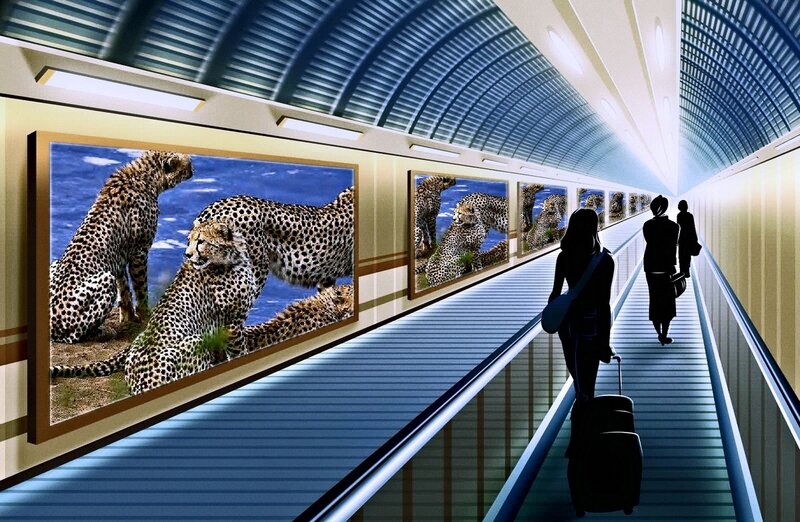 Cheetahs in a Tunnel