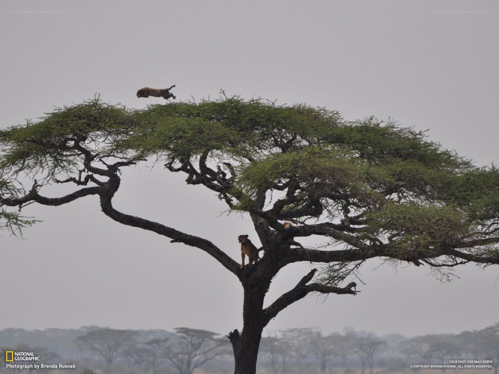 Cheetahs in an acacia tree
