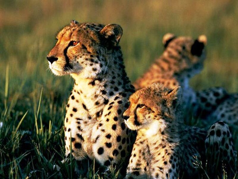 Cheetahs in Grass