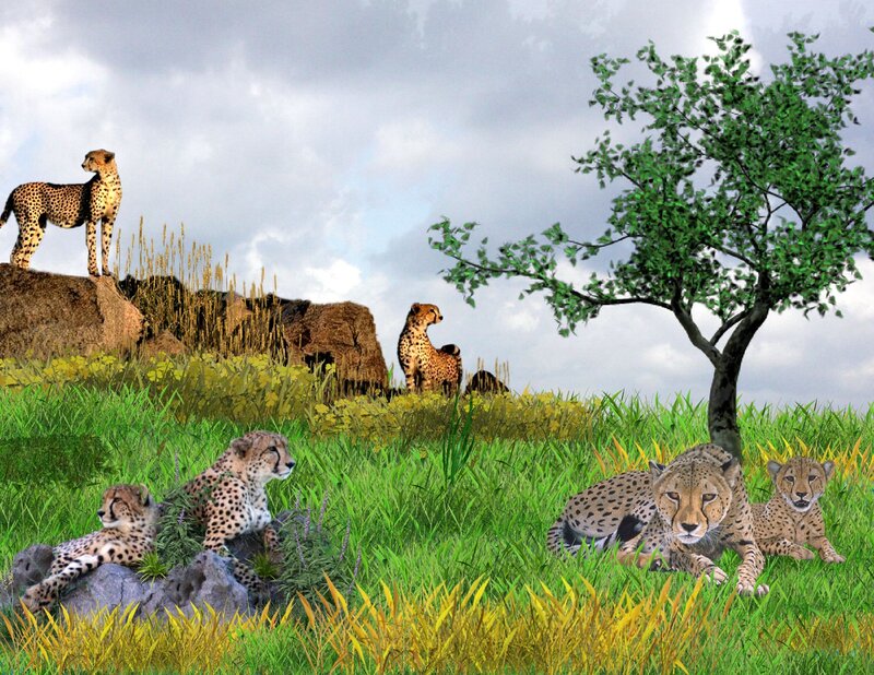 Cheetahs in Grassland