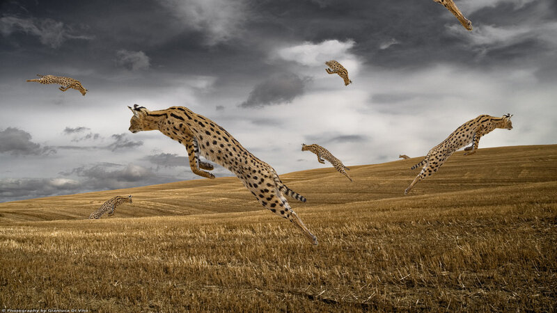 Cheetahs in Mid-air