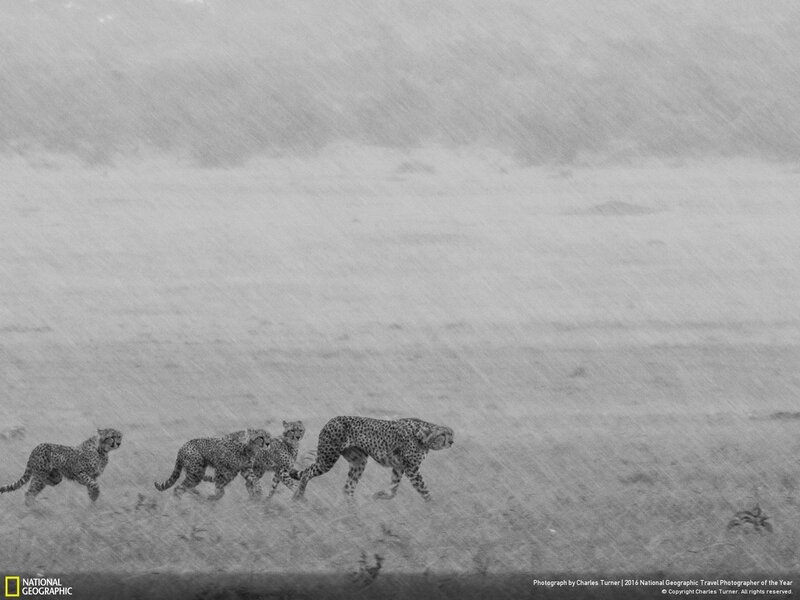 Cheetahs in Rain