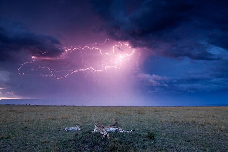 Cheetahs in Savanna