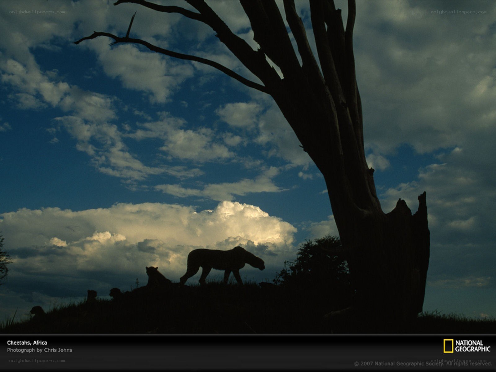 Cheetahs in silhouette